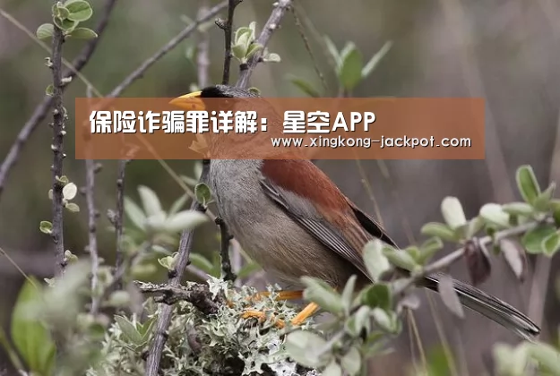保险诈骗罪详解:星空APP(图1) 星空推荐