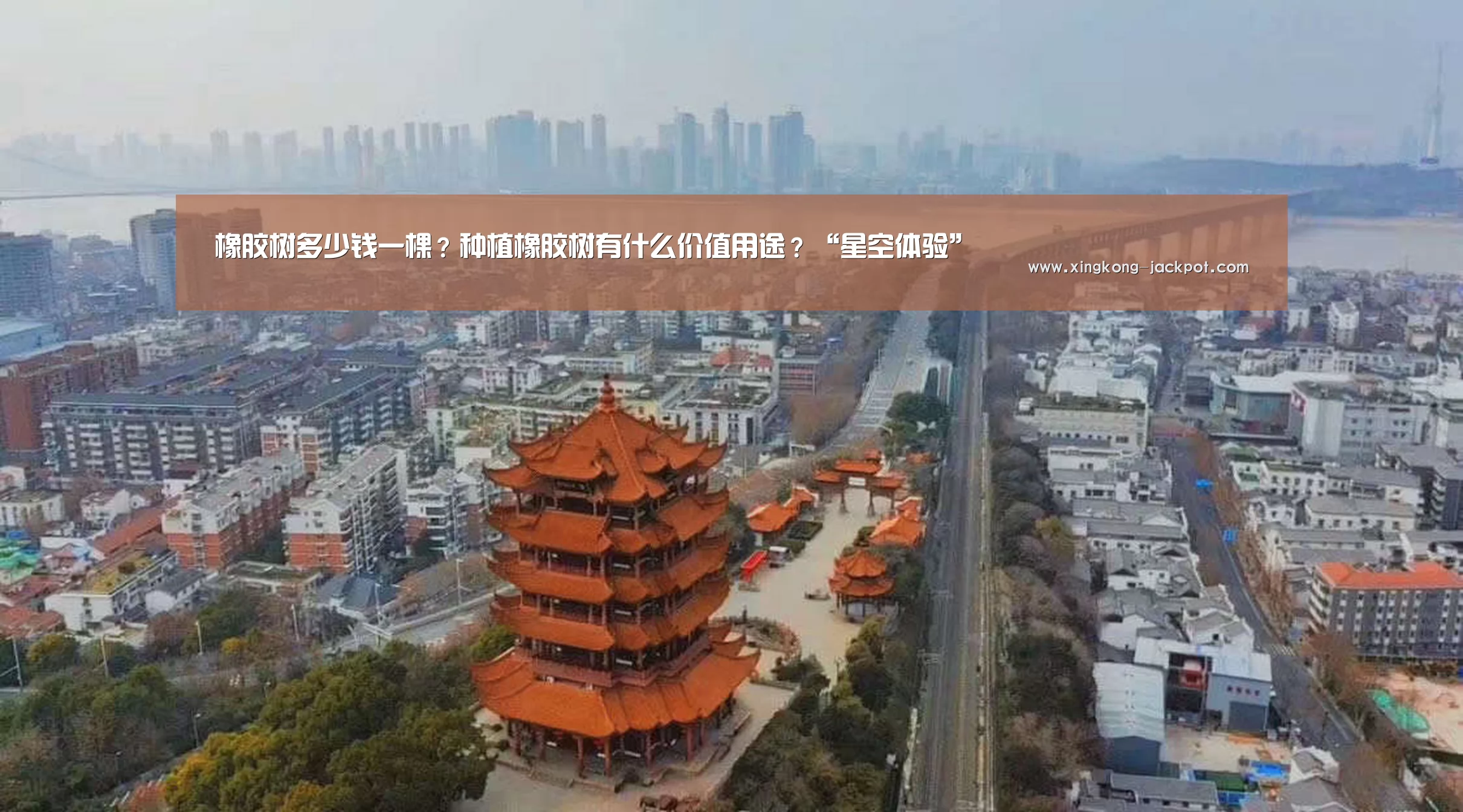 橡胶树多少钱一棵?种植橡胶树有什么价值用途?“星空体验”(图1) 星空体验