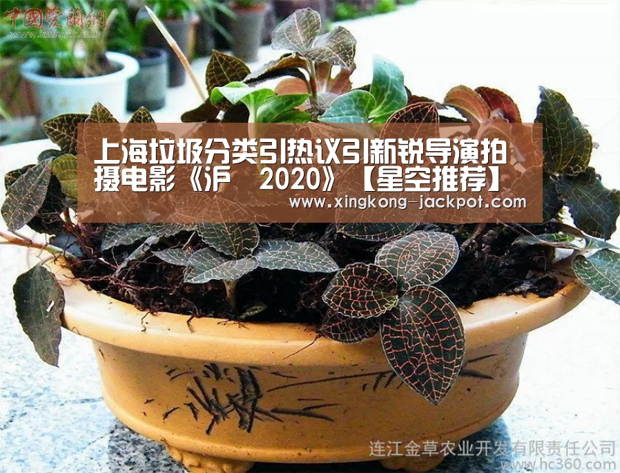 上海垃圾分类引热议引新锐导演拍摄电影《沪囧2020》【星空推荐】(图2) 星空推荐